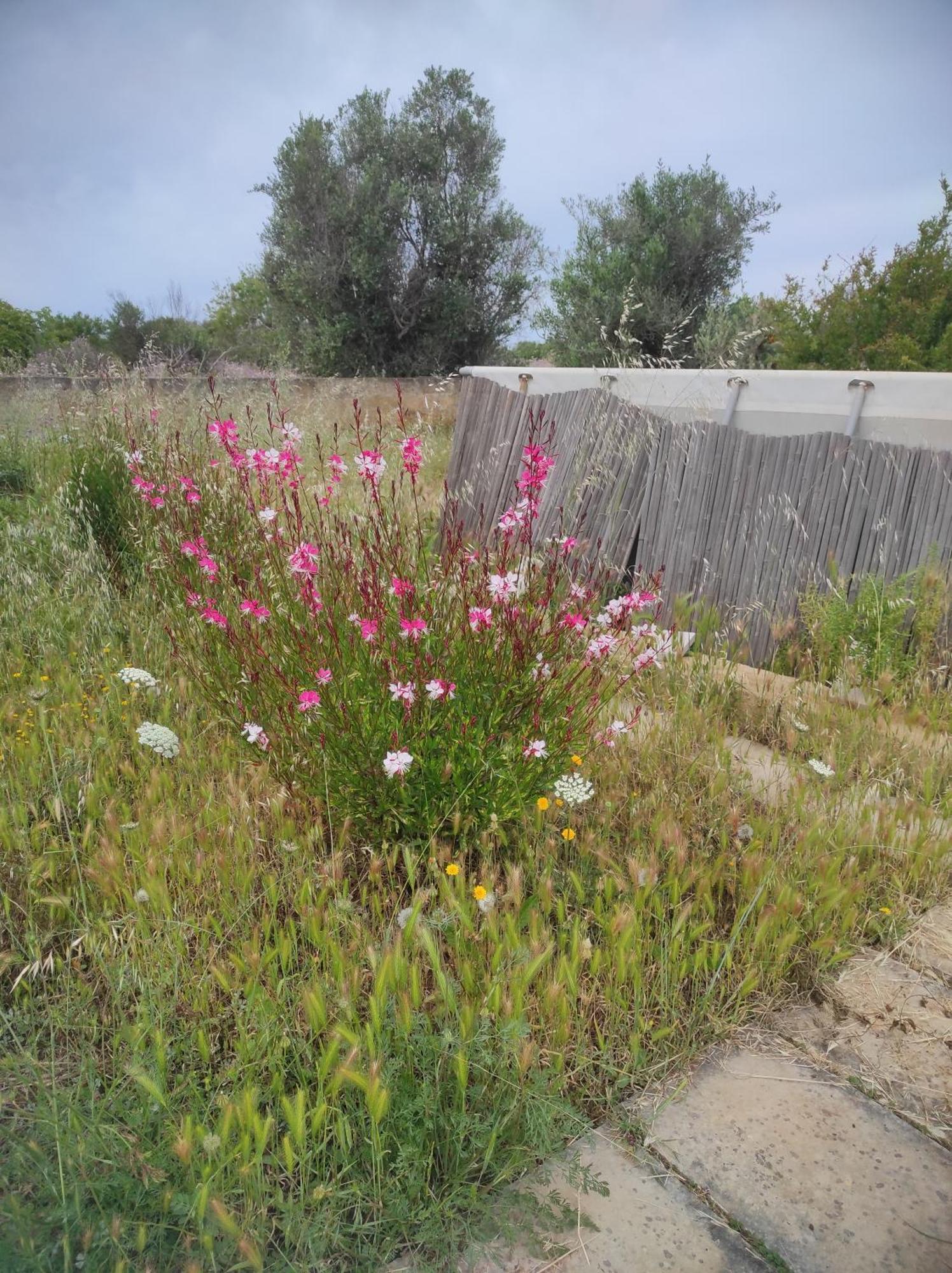 Apartamento Trullo Contrada Specchi Racale Exterior foto